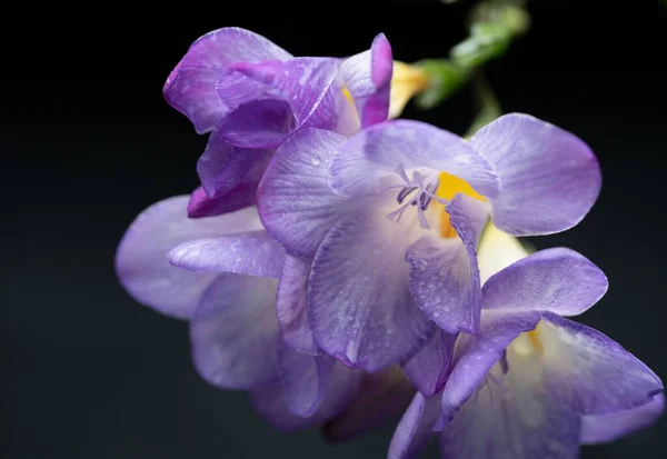 Zbliżenie Ujęcie Kwitnącego Jasnofioletowego Tęczówki Kwiaty — Zdjęcie stockowe