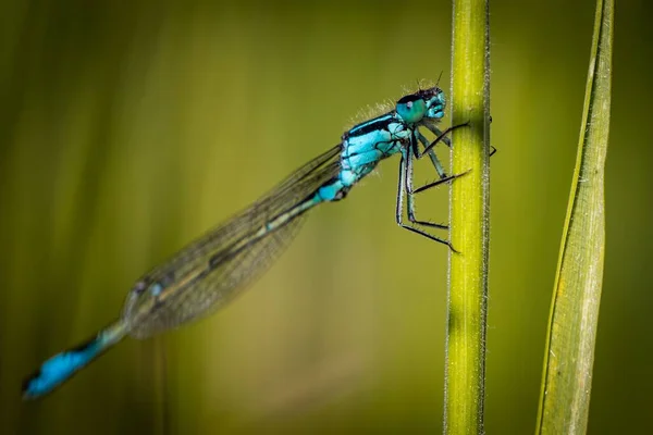 Een Macro Van Een Azuurblauwe Waterjuffer Zygoptera Vasthoudend Aan Stengel — Stockfoto