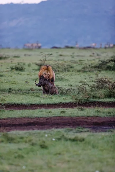 Een Verticaal Schot Van Een Mannelijke Leeuw Slepend Een Wrattenzwijn — Stockfoto