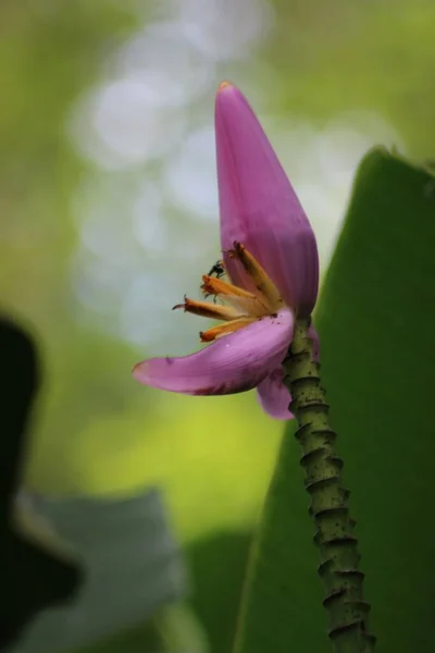 Eine Vertikale Nahaufnahme Einer Blühenden Banane Musa Ornata — Stockfoto