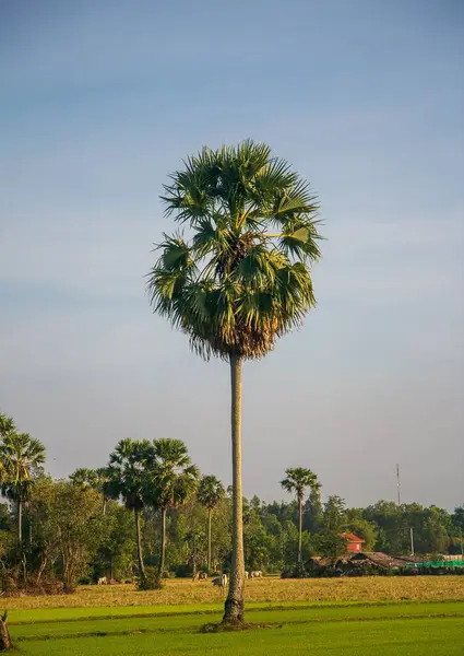 Вертикаль Высокой Пальмы Поле — стоковое фото