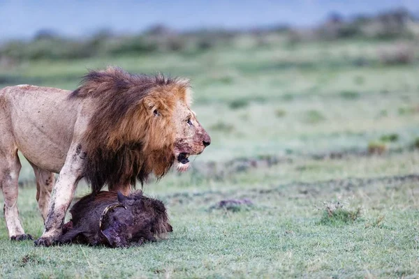 Leeuw Van Beroemde Marsh Pride Staat Zijn Wrattenzwijn Doden Masai — Stockfoto