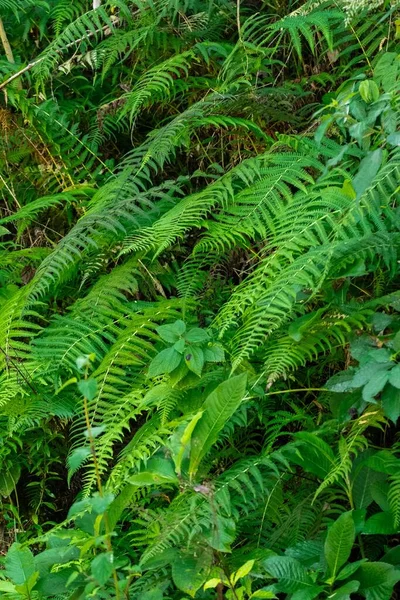Eine Vertikale Aufnahme Von Pflanzen — Stockfoto