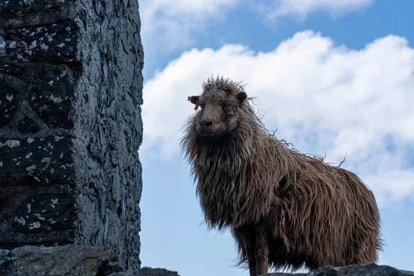 Bir Faroe Koyununun Yakın Çekimi — Stok fotoğraf