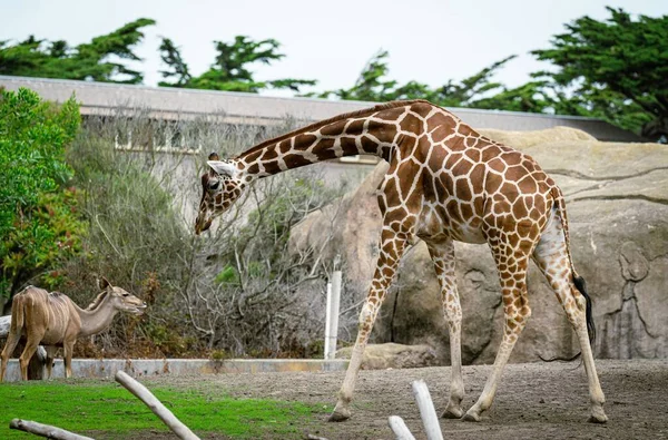 Giraffe Walking Kudu Green Trees Zoo — Stock Photo, Image