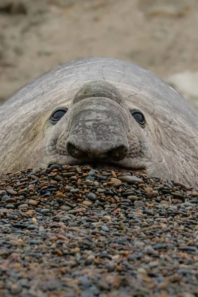 Селектив Тюленя Слона — стоковое фото