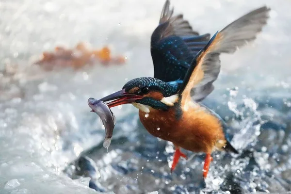 Närbild Skott Rörelse Kungsfiskare Fågel Med Vidöppna Vingar Jagar Fisk — Stockfoto