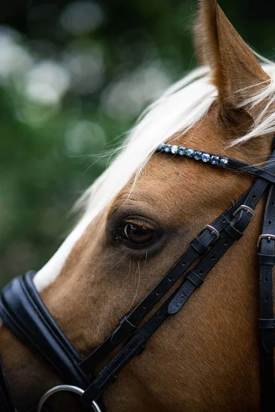 Selektive Eines Künstlerischen Pferdes Mit Zaumzeug — Stockfoto