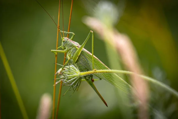 一只蚱蜢坐在一根细长的草茎上的特写镜头 — 图库照片