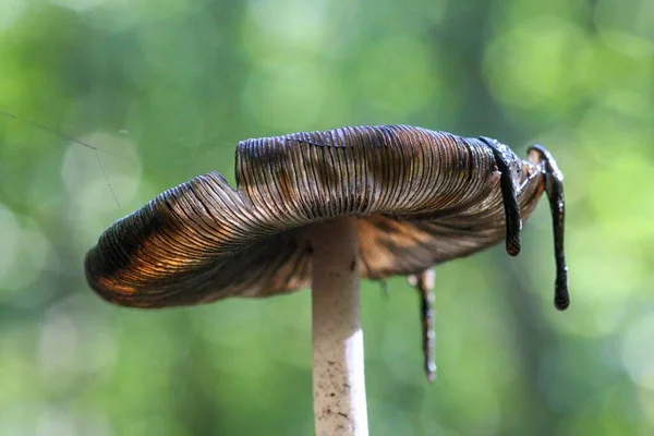 속에서 자라고 프시스 아트라 버섯의 — 스톡 사진