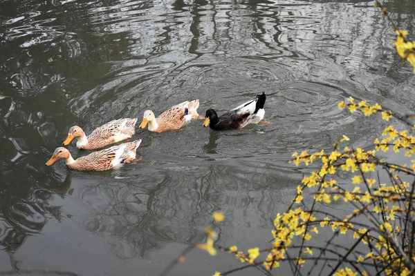 Una Vista Superior Cuatro Patos Salvajes Nadando Estanque Plantas Amarillas —  Fotos de Stock
