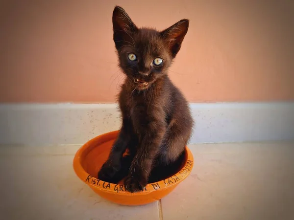 一只黑猫坐在橙色碗里的特写镜头 — 图库照片