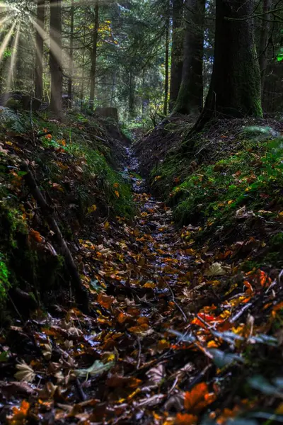 Ağaçlarla Çevrili Bir Ormandaki Sığ Bir Kanalın Nefes Kesici Manzarası — Stok fotoğraf