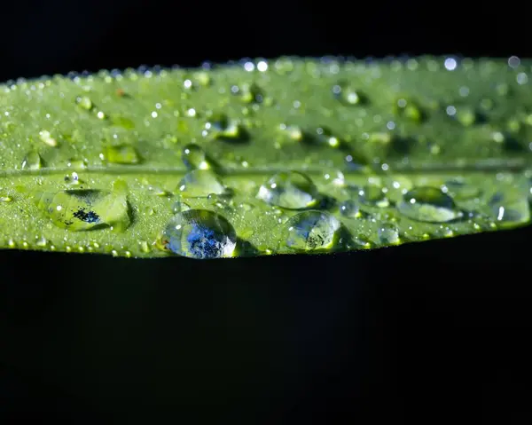 Una Macro Toma Gotitas Lluvia Sobre Una Hoja Verde — Foto de Stock