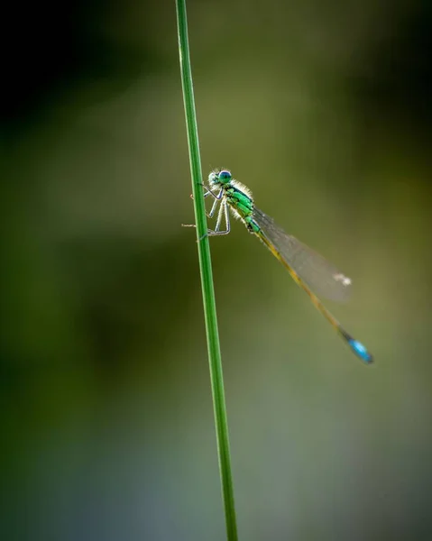 Bir Yusufçuk Böceğinin Dikey Makrosu Ince Bacaklarıyla Çimlerin Üzerinde Duruyor — Stok fotoğraf