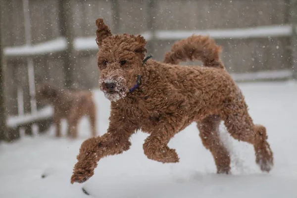 Scenic View Labradoodle Dog Running Having Fun Snow — Stock Photo, Image