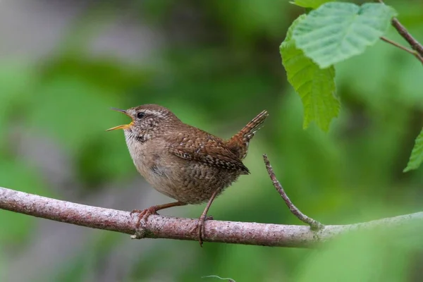 Closeup Cute Bird Standing Branch Singing Blur Background — Stock Photo, Image