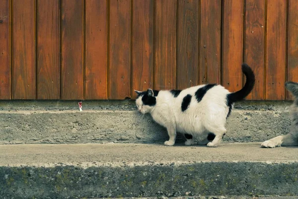 Een Dikke Witte Kat Met Zwarte Vlekken Leunend Een Houten — Stockfoto