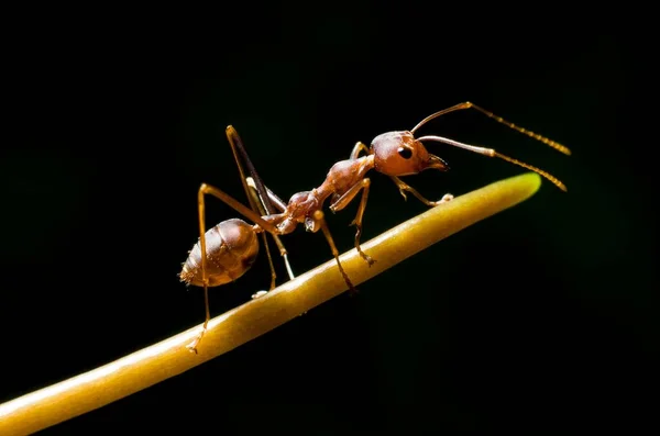 Yeşil Bir Bitkinin Üzerinde Sürünen Kahverengi Bir Karıncanın Makro Görüntüsü — Stok fotoğraf