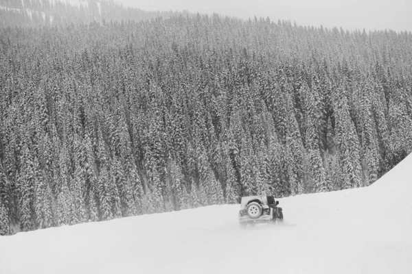 Táj Kilátás Nyílik Hófödte Fenyőfák Rocky Mountain Nemzeti Park — Stock Fotó