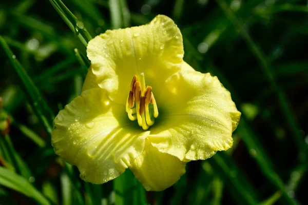 Zbliżenie Ujęcia Wczesnokwitnącej Lilii Miękkimi Żółtymi Kwiatami Znanej Również Jako — Zdjęcie stockowe