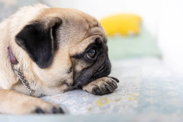 Closeup Shot Cute Pug Dog Big Adorable Eyes Lying Bad — Stock Photo, Image