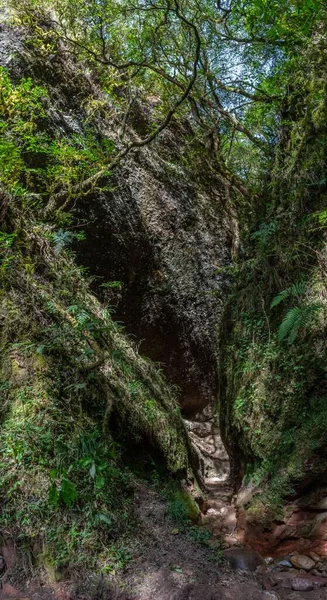 Une Verticale Une Forêt Verte Dense — Photo