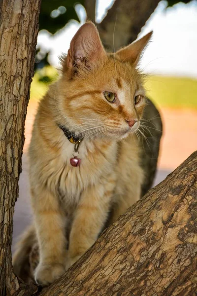 Närbild Gul Katt Ett Träd — Stockfoto