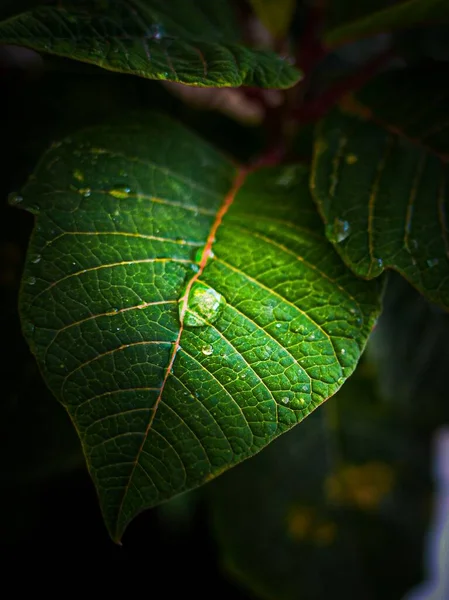 Vertikální Detailní Záběr Zeleného Listu Kapkami Vody — Stock fotografie