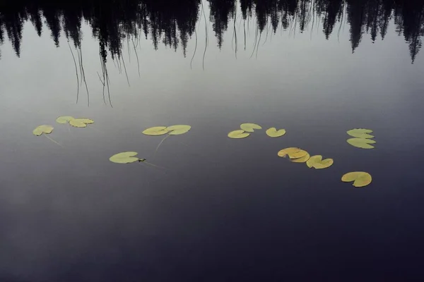 睡莲的叶子漂浮在湖面上 — 图库照片