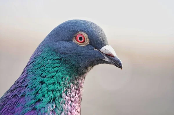 Plan Rapproché Une Tête Pigeon Fond Flou — Photo