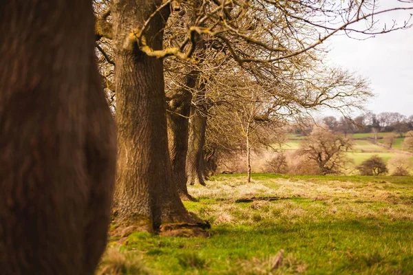 Ряд Голих Дерев Зеленому Полі Яскравим Білим Небом Задньому Плані — стокове фото
