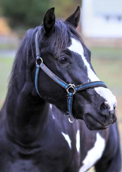アメリカのペイント品種の馬のクローズアップ — ストック写真