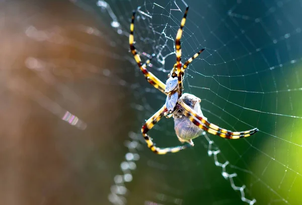 Detailní Pohled Pruhovaného Zahradního Pavouka Webu — Stock fotografie