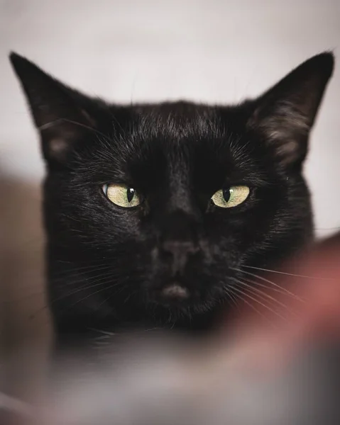 Egy Függőleges Közelkép Egy Kecses Fekete Macskáról — Stock Fotó