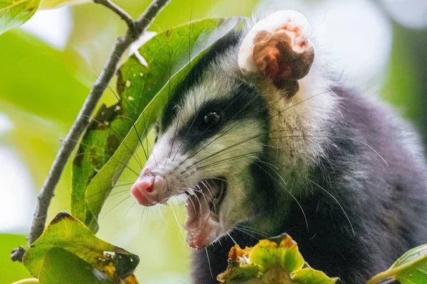 Een Selectie Van Grootooropossum Didelphis Aurita Uit Groene Bladeren — Stockfoto