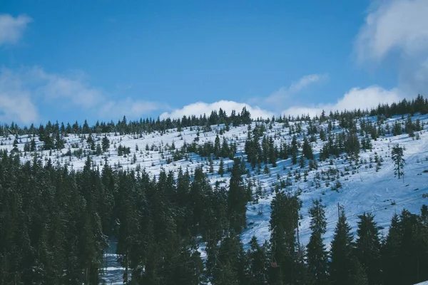 Den Blå Himlen Över Täta Träd Täckta Med Snö Vintern — Stockfoto