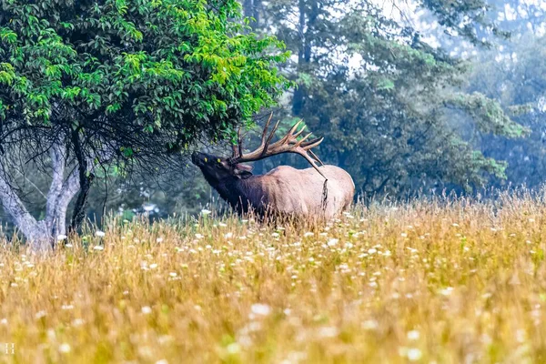 Deer Big Horns Zion Road Elk County — Stock Photo, Image