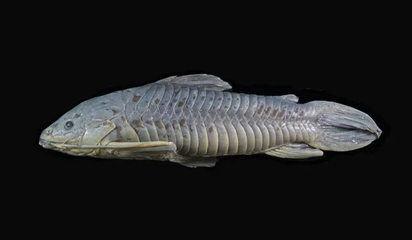 Рыба Тораката Мегалечи Черном Заднем Проходе — стоковое фото