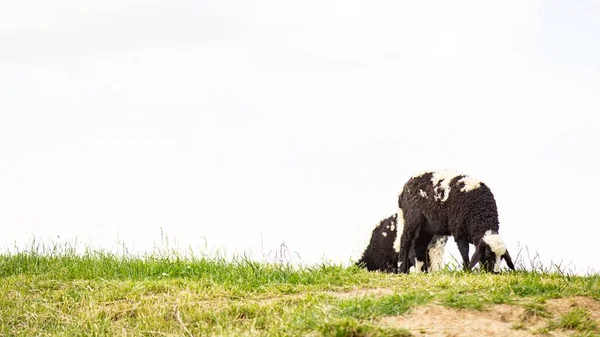Дві Мериносові Вівці Захопили Випасання Долині Фоні Безхмарного Неба — стокове фото