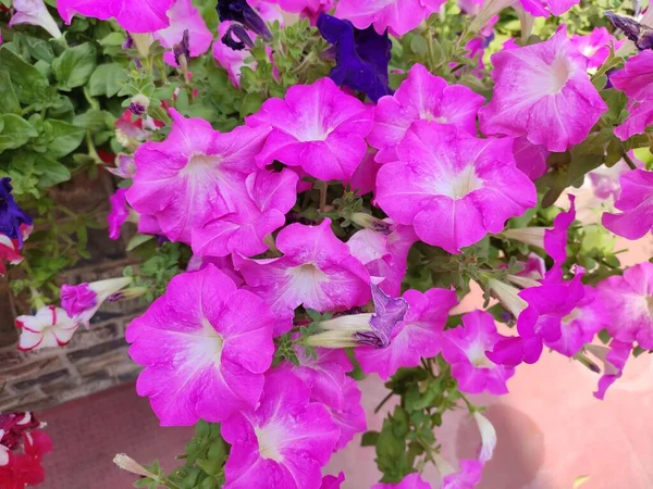 Садовое Цветущее Растение Petunia Цвет Розовый — стоковое фото