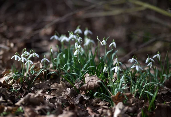Close Shot Snowdrops Isolated Blurred Background — Stock Photo, Image