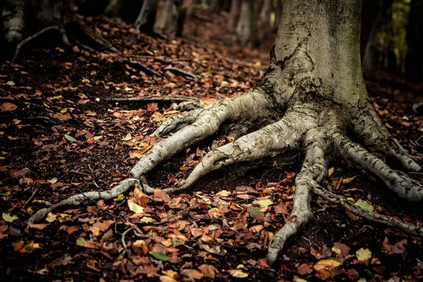 Погляд Коріння Дерев Листя Пагорбах Клінт Осінній День — стокове фото
