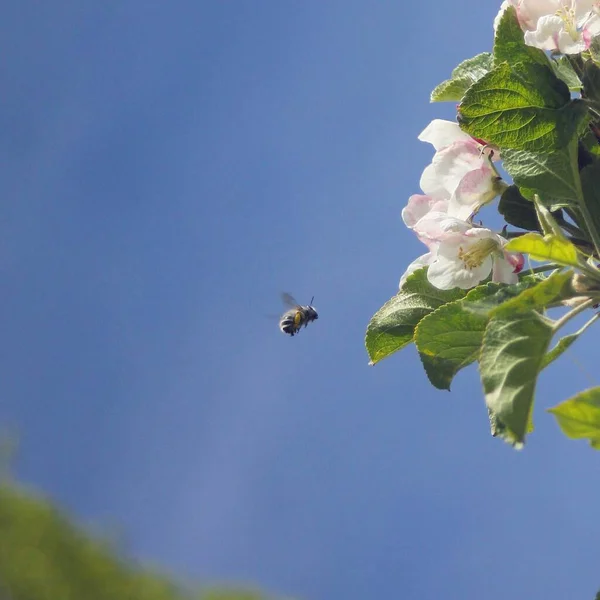 Ένα Κοντινό Πλάνο Μιας Μικρής Μέλισσας Κοντά Στο Ροζ Τριαντάφυλλο — Φωτογραφία Αρχείου