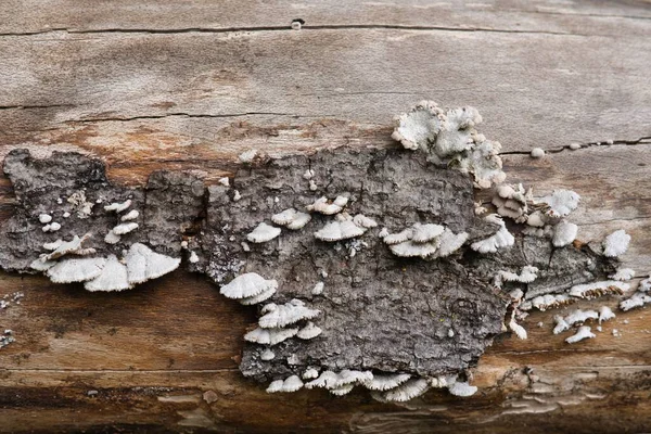森で栽培された真菌 — ストック写真