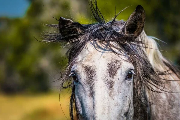 Zbliżenie Szarego Konia — Zdjęcie stockowe