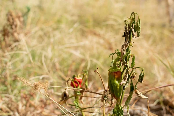 stock image A closeup shot of a chili pepper growing in the field