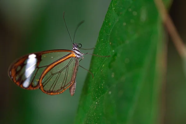 Знімок Метелика Склодуба Стоїть Зеленому Листі Дикій Природі — стокове фото