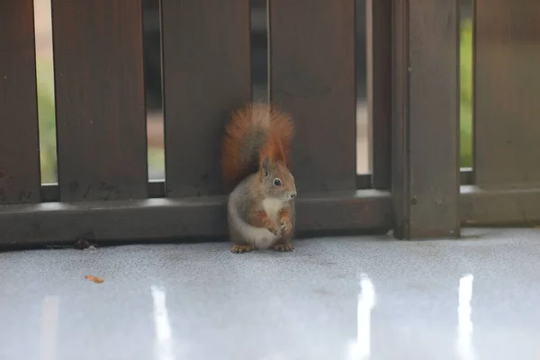 Pequeno Esquilo Adorável Situado Frente Uma Cerca Madeira Dia Ensolarado — Fotografia de Stock