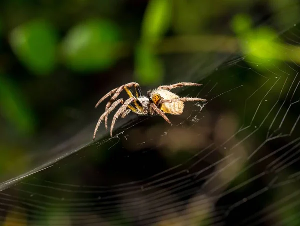 Een Macro Shot Van Een Tuin Orb Weaver Zijn Web — Stockfoto